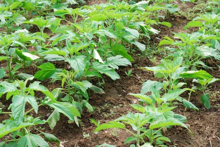 vegetative green gram