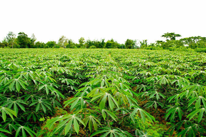 cassava in the garden