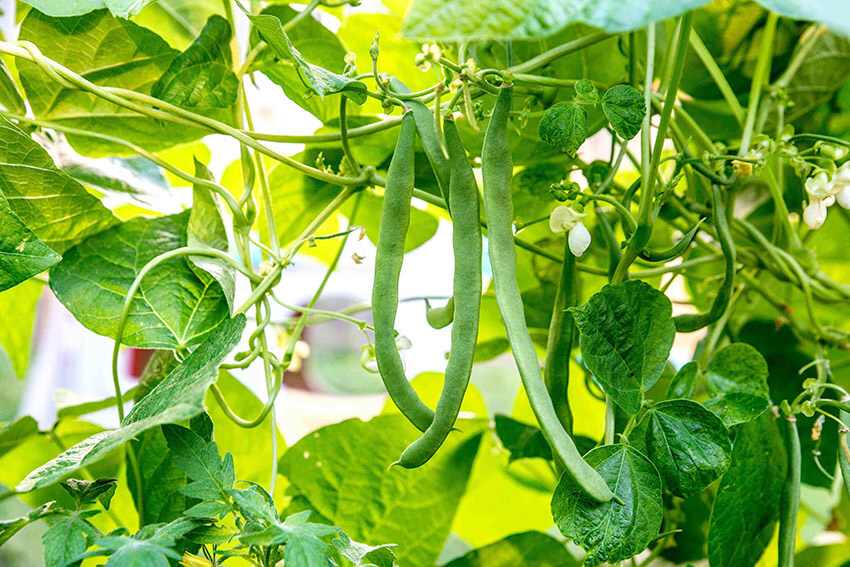 beans in the garden