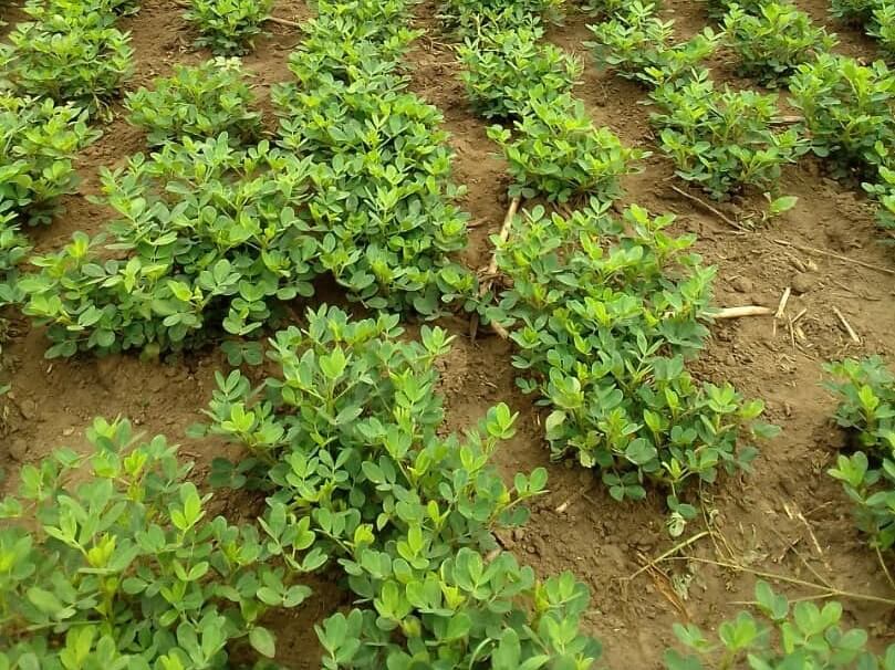 Groundnuts in the garden