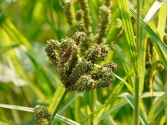 finger millet in the garden