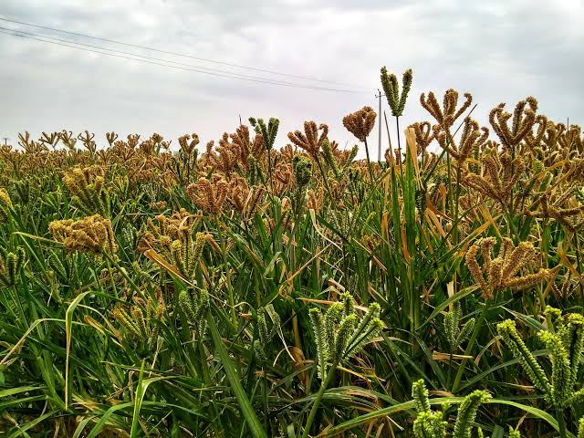finger millet in the garden
