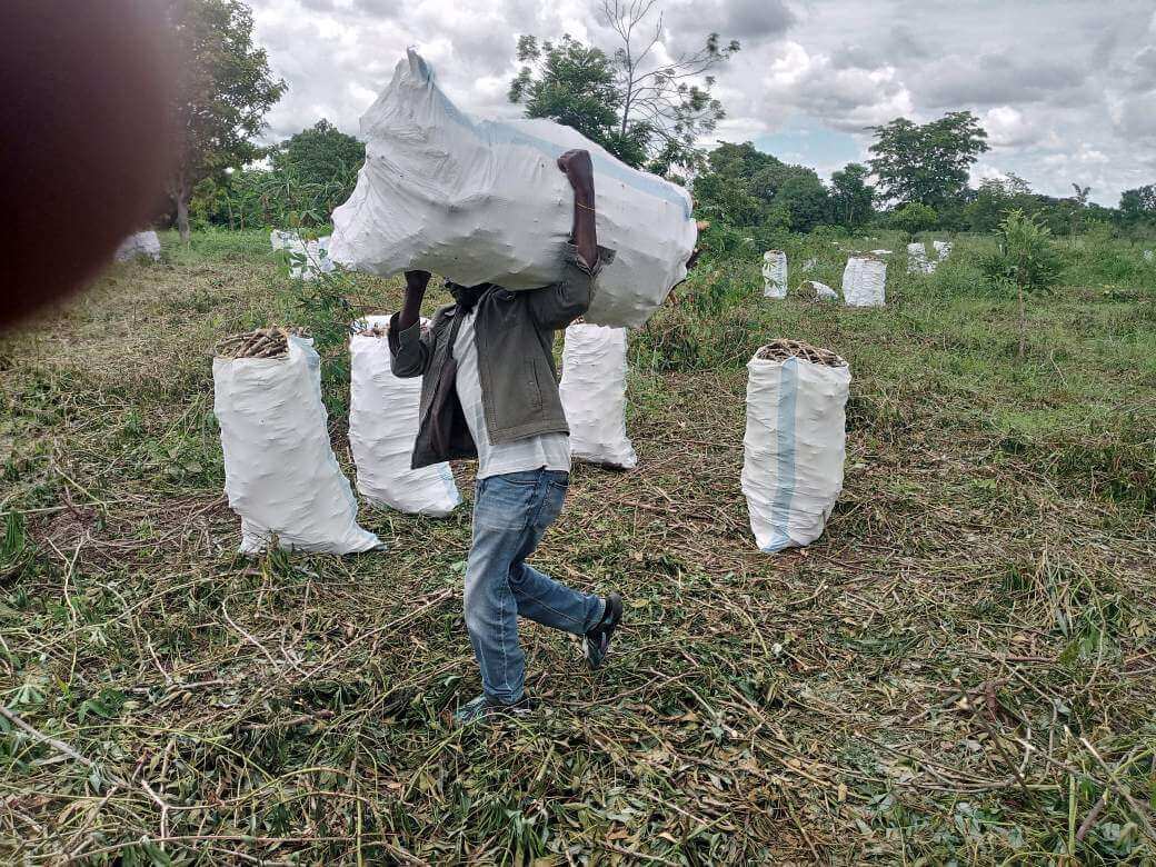 CEO helping carry the planting materials