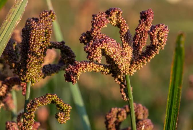 finger millet in the garden