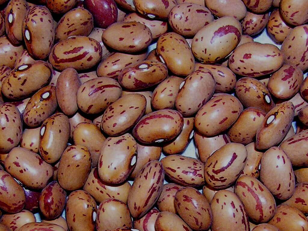 bean-seeds