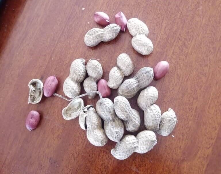 g-nut-seeds
