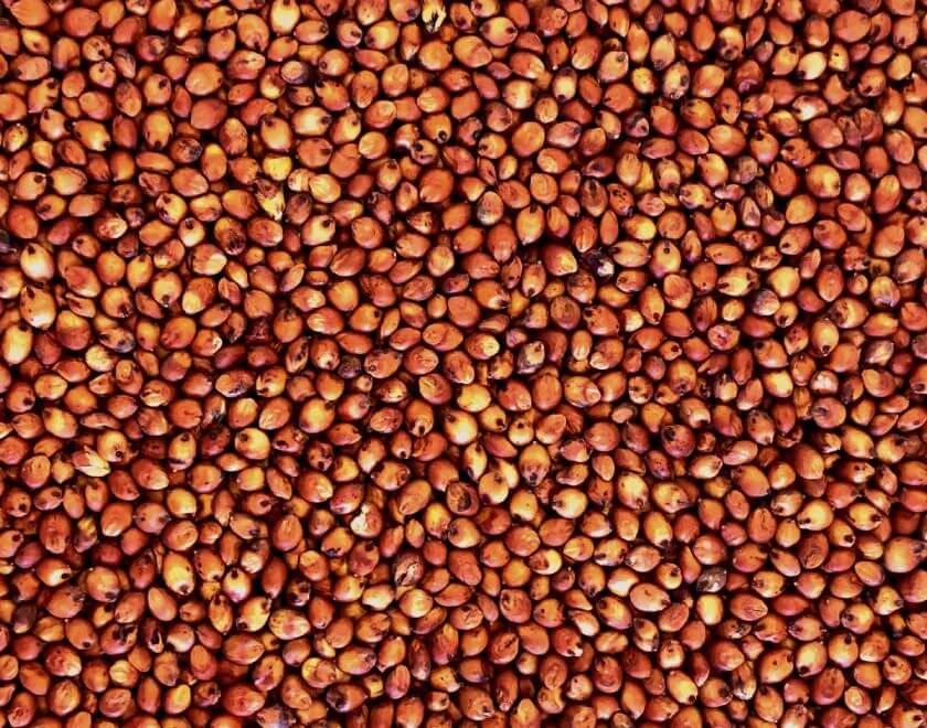 sorghum seed