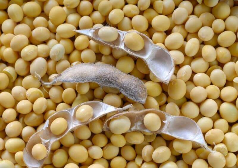 soya beans