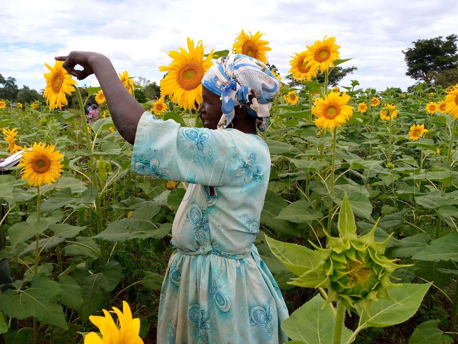 sunflower
